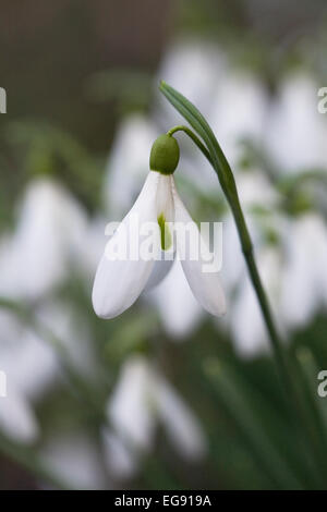 Galanthus 'Atkinsii'. Spezies Schneeglöckchen wachsen am Rande eines Waldes Garten. Stockfoto