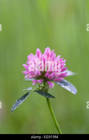 Trifolium Pratense. Rotklee in eine Wildblumenwiese. Stockfoto