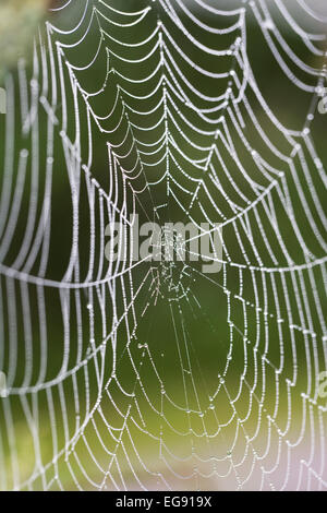 Tautropfen auf einem Spinnennetz. Stockfoto