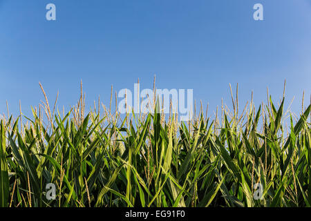 Hintergrundbild von Geen Maisfeld gegen blauen Himmel im Spätsommer. Stockfoto