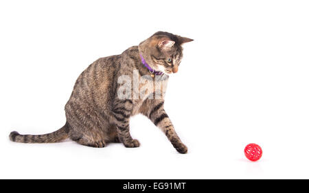 Braun Tabby Katze spielt mit einem roten Ball auf weiß Stockfoto