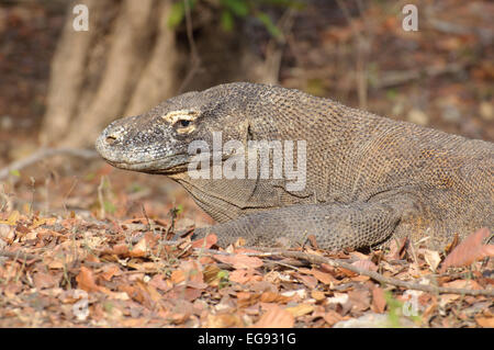 Komodowaran Varanus Komodoensis im Loh Buaya Dragon Park, Rinca Island, Indonesien. Stockfoto