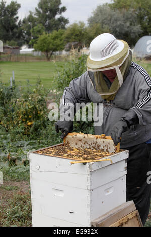 Entfernen von Frames aus einem Bienenstock, Honig zu extrahieren. Stockfoto