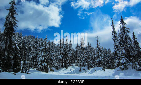 Der Schnee hängt schwer auf den Zweigen der Tannen in einem Skigebiet in Britisch-Kolumbien an einem warmen sonnigen Wintertag. Stockfoto