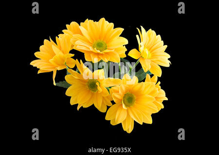 Rosenstrauss gelb Gerber Daisy Stockfoto