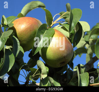 Bartlett Birnen am Baum in einem Washington Obstgarten Stockfoto