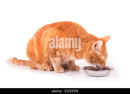 Ingwer-Tabby Katze Essen auf weiß Stockfoto