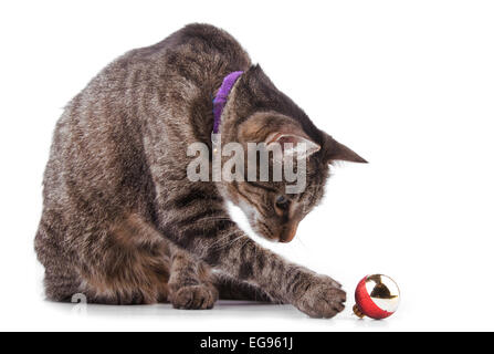 Braun Tabby Katze spielt mit einer Christbaumkugel, auf weißem Hintergrund Stockfoto