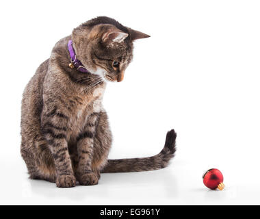 Braun Tabby Katze Blick auf eine Rote Christbaumkugel, bereit zu spielen - auf weiß Stockfoto