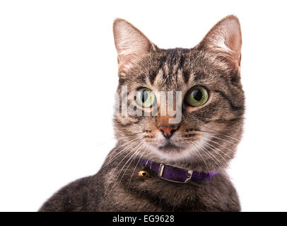 Nahaufnahme einer braun Tabby Katze auf der Suche auf der linken Seite des Betrachters mit einem neugierigen Gesichtsausdruck auf weiß Stockfoto