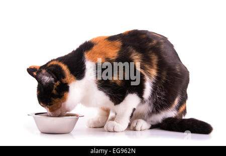 Tricolor Glückskatze Essen aus einer Schüssel auf weiß Stockfoto