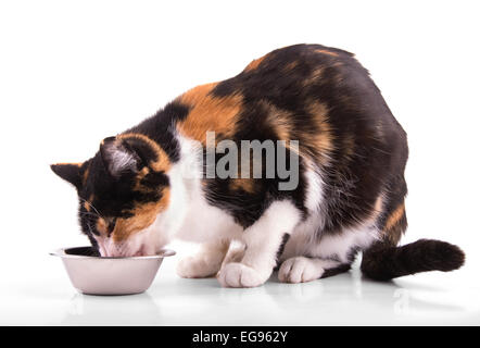 Calico Katze essen aus einer silbernen Schüssel, auf weiß Stockfoto