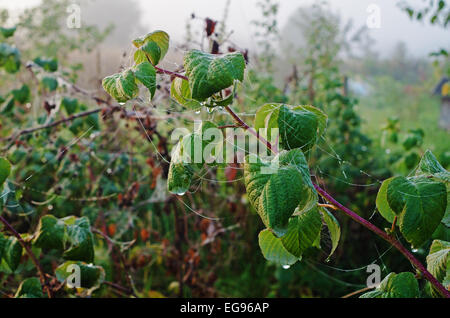 Herbst Garten Morgen mit Spinnennetz. Stockfoto