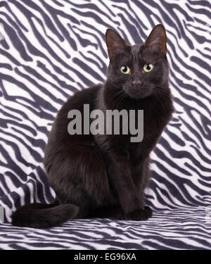 Entzückende schwarze Katze auf Zebra print Stockfoto