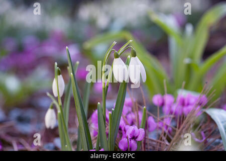 Galanthus Nivalis und Cyclamen Coum blüht in einem schattigen Bett. Stockfoto