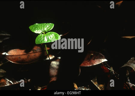 Sonnenbeschienenen Quaruba (Vochysia hondurensis) Baumkotyledon wächst in Laubstreu auf einem tropischen Regenwaldboden und erhält Sonnenlicht vom Sonnenfleck Belize Stockfoto