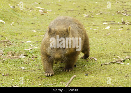 Porträt von einem Wombat Stockfoto