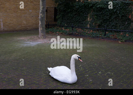 Eine städtische Schwan sitzend auf dem Brick Boden in Wapping, London, UK. Dies ist Teil eines Paares, die in diesem Bereich Leben und brüten jedes Jahr. Stockfoto