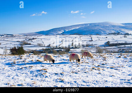 Schafbeweidung im Schnee auf Hochmoor Weide am nördlichen Fjälls in der Nähe von Caldbeck, Lake District, Cumbria, England UK, Winter Stockfoto