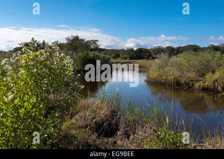 Egan Creek Greenway in Fernandina, Amelia Island, Florida Stockfoto