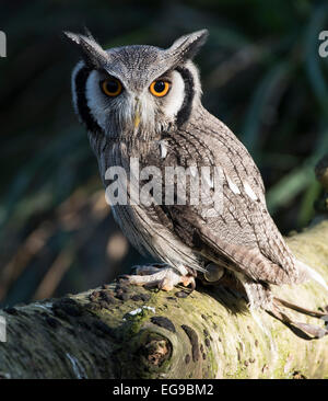 Kleine weiße konfrontiert Eule thront auf einem Ast an der Hawk Conservancy Stockfoto