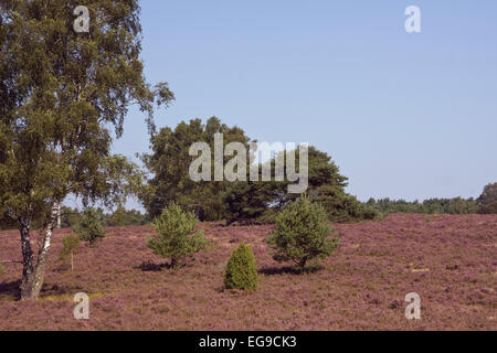 Landschaft mit blühenden Heidekraut (Calluna vulgaris) Naturschutzgebiet Lüneburger Heide, Niedersachsen, Deutschland, Europa Stockfoto