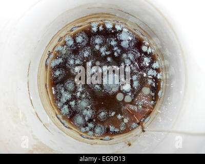 schimmelige Kaffee Tasse Schimmel Zellen entwickeln sich in den Überresten einer Kaffeetasse Stockfoto