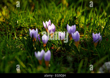 Nahaufnahme von Krokusblüten im Gras, Finsterbergen, Gotha, Thuringen, Deutschland Stockfoto