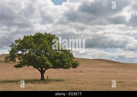 Einsamer Baum in einem Feld an einem bewölkten Tag Stockfoto
