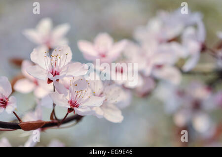 Blass rosa single Cherry Blossom. Zarten Frühling Blüte in Nahaufnahme. Stockfoto