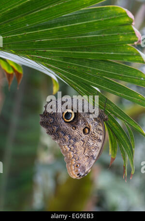 Eule Schmetterling: Caligo Memnon. Gefangenschaft gezüchtete Exemplare Stockfoto