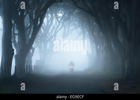 Motorrad fahren im Nebel, The Dark Hedges, Stranocum, County Antrim, Irland Stockfoto