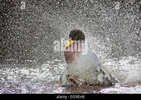 Männliche Ente planschen im See, Deutschland Stockfoto
