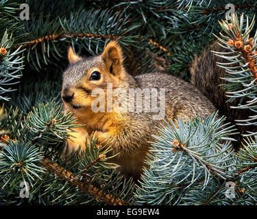 Nahaufnahme des Eichhörnchens in Tannenzweigen Stockfoto