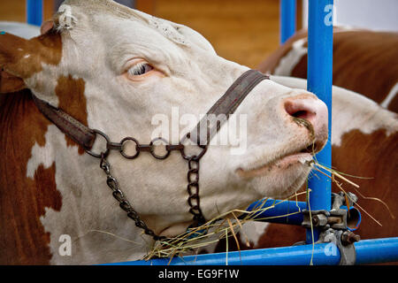 Simmentaler Bull Porträt in Scheune, Bauernhof mit Tieren Stockfoto