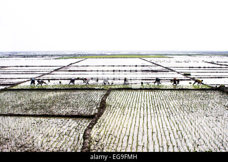 Bauern Pflanzen Reis, Sunamgonj, Bangladesch Stockfoto