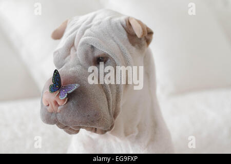 Porträt von Shar-pei Hund mit Schmetterling auf Nase Stockfoto