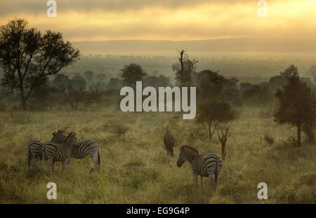 Nebliger Morgen mit Zebras und Gnus, Kruger Nationalpark, Südafrika Stockfoto