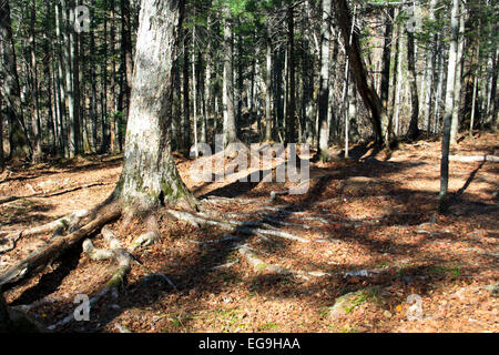 Der Baum mit den großen Wurzeln wächst in Nadelholz Stockfoto