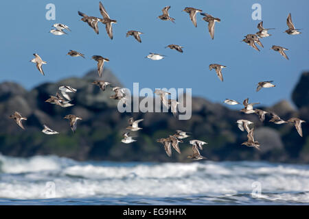 Alpenstrandläufer (Calidris Alpina) und Sanderlinge (Calidris Alba), Zugvögel strömen zusammen an der Nordseeküste Stockfoto