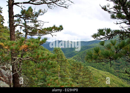 Die Berggipfel sind mit herbstlichen Wald bedeckt. Stockfoto