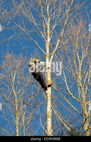 Baumpfleger Abholzen Pappeln in bewirtschafteten Wäldern. UK Stockfoto