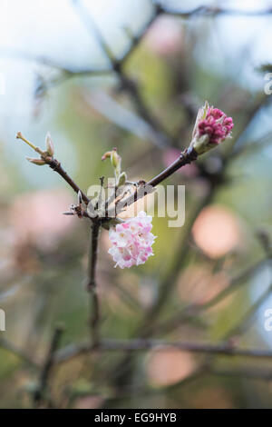 Viburnum Bodnantense Charles Lamont. Arrowwood 'Charles Lamont' blüht im Winter. UK Stockfoto