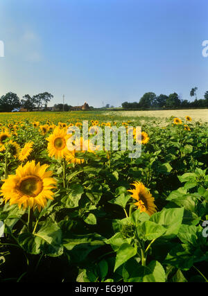 Sonnenblumenfeld und Oast House. Lamberhurst. Kent. UK Stockfoto