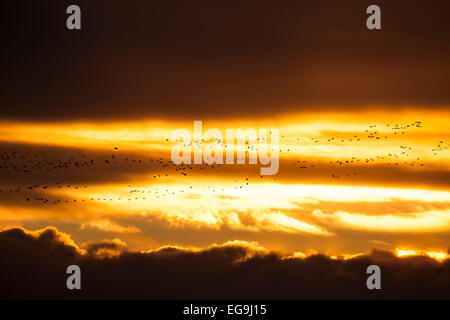 Herde von Pink-footed Gänse (Anser Brachyrhynchus) bei Sonnenuntergang, East Chevington, Druridge Bay, Northumberland, England Stockfoto