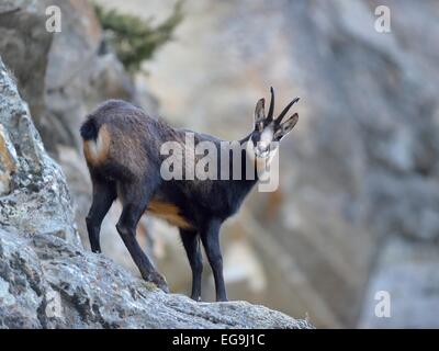 Gämse (Rupicapra Rupicapra), männliche in der steilen felsigen Gelände stehen auf einem Felsvorsprung, Nationalpark Gran Paradiso, Valnontey Stockfoto