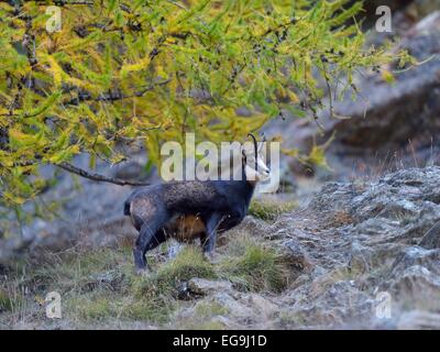 Gämse (Rupicapra Rupicapra), männliche im steilen felsigen Gelände mit einer Lärche werden herbstliche Verfärbung Stockfoto