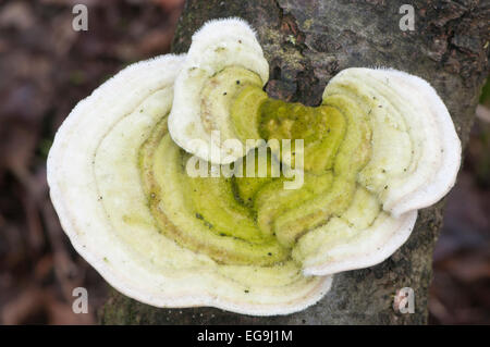 Behaarte Halterung (Trametes Hirsuta), Emsland, Niedersachsen, Deutschland Stockfoto