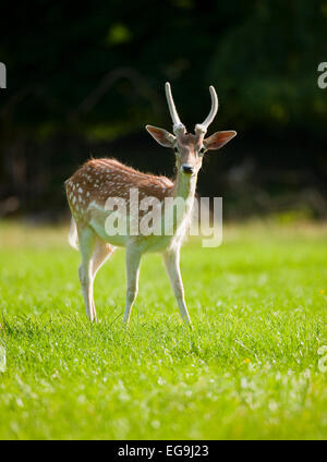 Damhirsch (Dama Dama), buck junge mit Spitze, mit samt Geweih, stehend auf einer Wiese, Gefangenschaft, Bayern, Deutschland Stockfoto