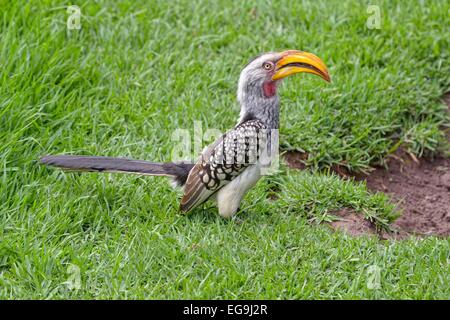 Southern Yellow-billed Hornbill (Tockus Leucomelas), Gefangenschaft, Plettenberg Bay, Eastern Cape, Südafrika Stockfoto